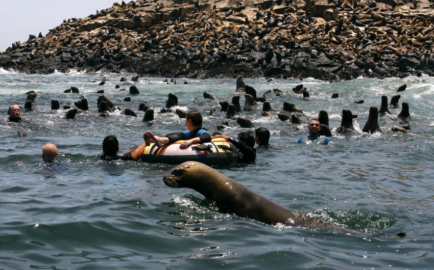 Tours a Islas Palomino + Nado Con Lobos: ¡Reserva esta Actividad! - De  Aventura