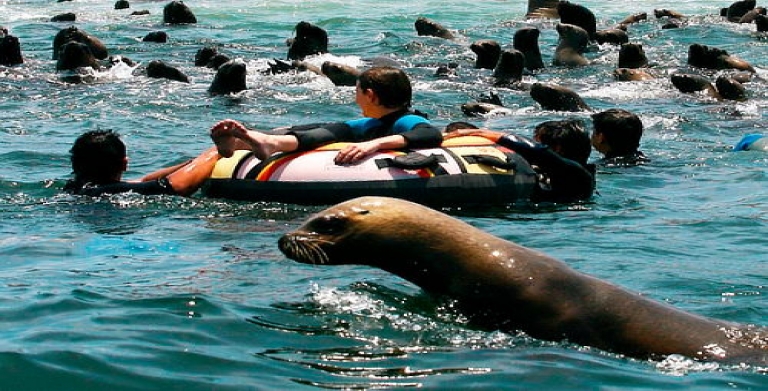 Tour Islas Palomino - Nado con los lobos - Show pirata: ¡Reserva esta  Actividad! - De Aventura