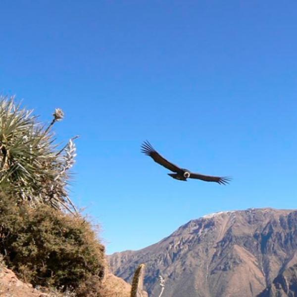 Colca