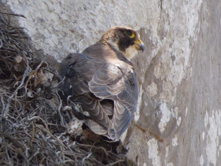 Lomas de Lúcumo - Imagen 25