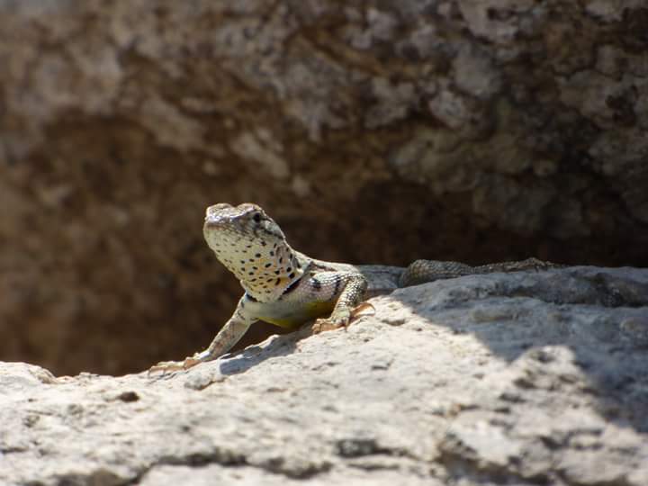 Lomas de Lúcumo - Imagen 32