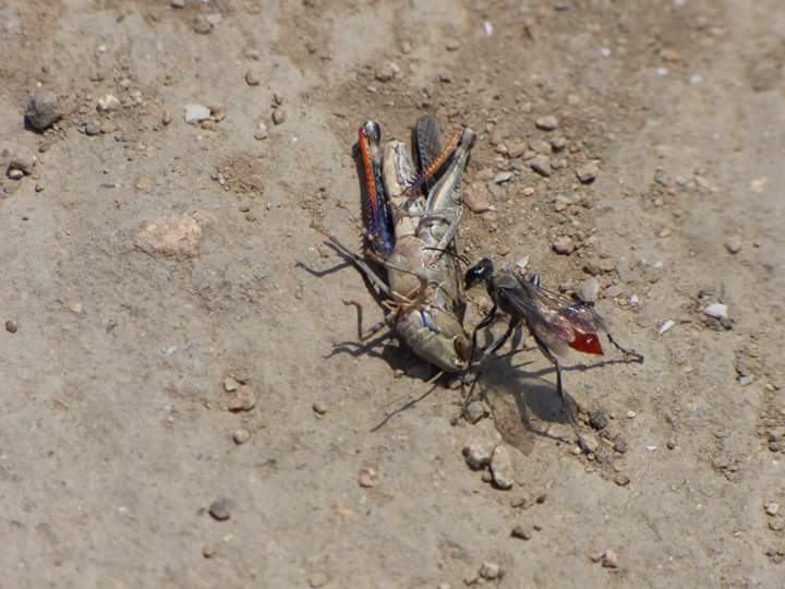 Lomas de Lúcumo - Imagen 35