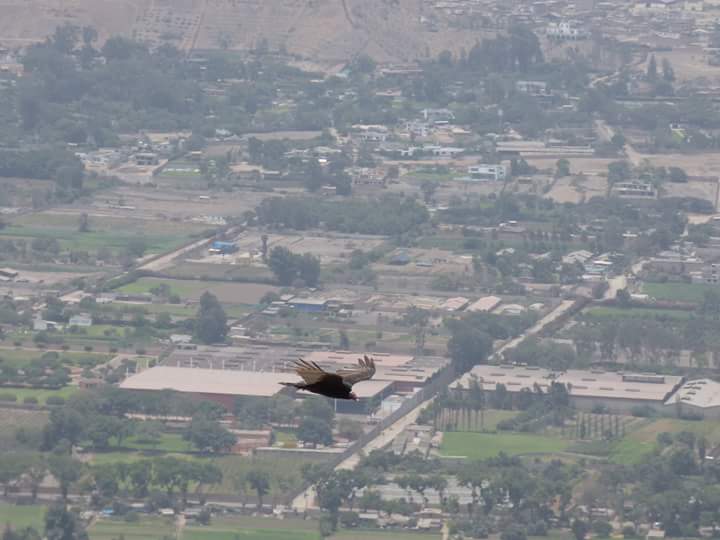 Lomas de Lúcumo - Imagen 34