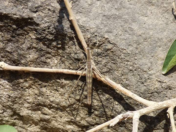 Lomas de Lúcumo - Imagen 49