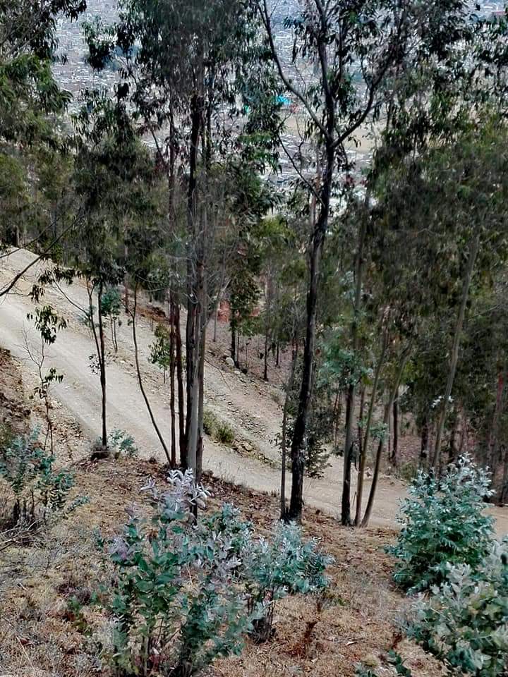 Torre Torre - Imagen 2