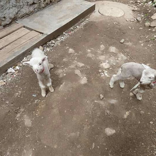 El Paraíso Andino - Imagen 23