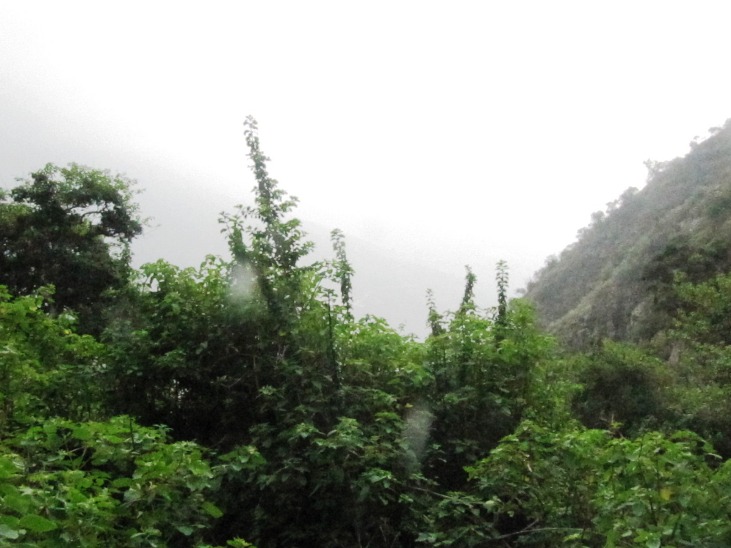 Respirando el Bosque de Zarate - Imagen 5