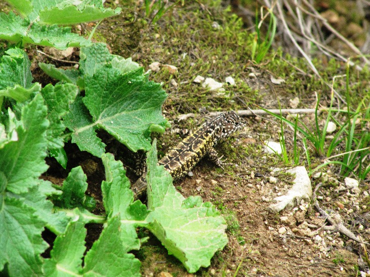 Respirando el Bosque de Zarate - Imagen 6