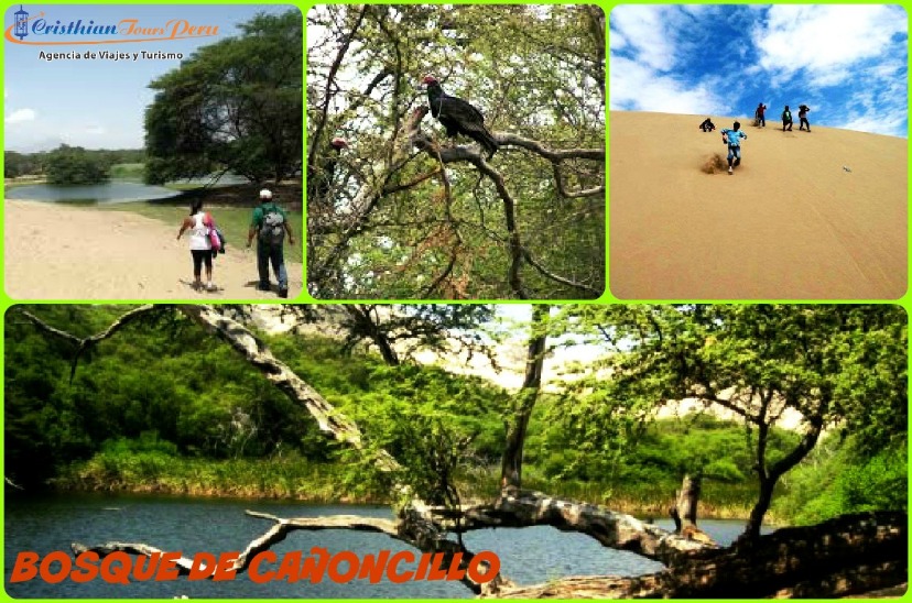 BOSQUE DE CAÑONCILLO