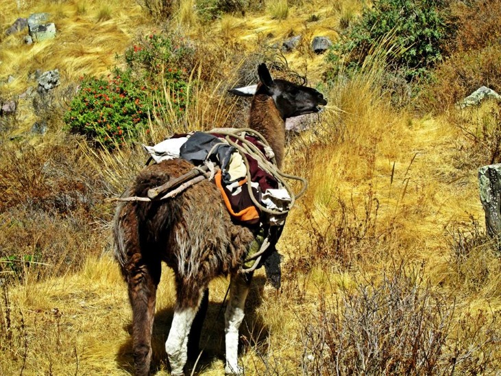 ABRA PISCHA - Imagen 3