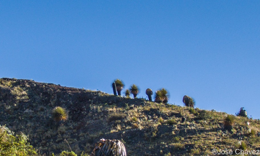Bosque de Puyas Maquerhua