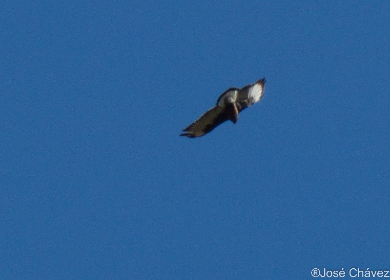Bosque de Puyas Maquerhua - Imagen 3