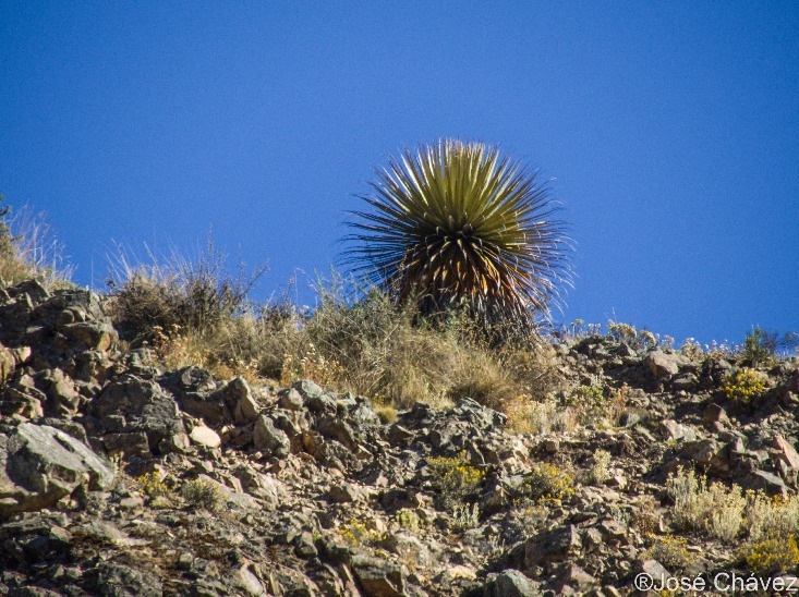 Bosque de Puyas Maquerhua - Imagen 5