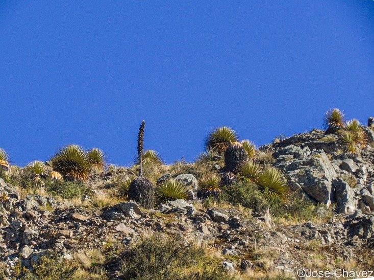 Bosque de Puyas Maquerhua - Imagen 6
