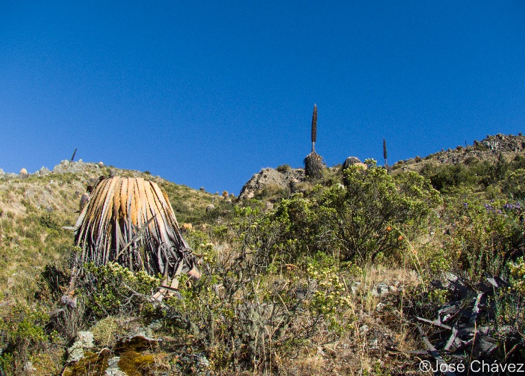 Bosque de Puyas Maquerhua - Imagen 7
