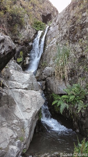 Bosque de Puyas Maquerhua - Imagen 9