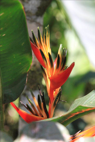 Crucero de aventura por el Amazonas - Imagen 8