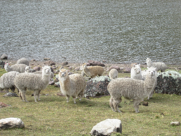 trekking  lagunas de Razuhuillca - Imagen 3