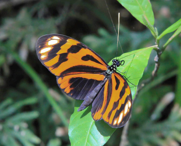 Crucero de aventura por el Amazonas - Imagen 9